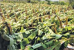 ಚಾಮರಾಜನಗರ: ಮಳೆಗೆ 25 ಕೋಟಿ ರೂಪಾಯಿ ಮೌಲ್ಯದ ಬೆಳೆ ನಾಶ!