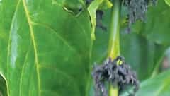 ಮಲೆನಾಡು ಭಾಗದಲ್ಲಿ ತಾಪಮಾನ ಏರಿಕೆ: ಕಾಫಿ, ಅಡಿಕೆ, ಕಾಳುಮೆಣಸು ಇಳುವರಿ ಮೇಲೆ ತೀವ್ರ ಹೊಡೆತ