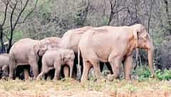 ಗಜ ಗಣತಿ ಮಾಡಲು ಆನೆ ಲದ್ದಿ ಸಂಗ್ರಹ ಅತ್ಯಗತ್ಯ: ತಜ್ಞರು