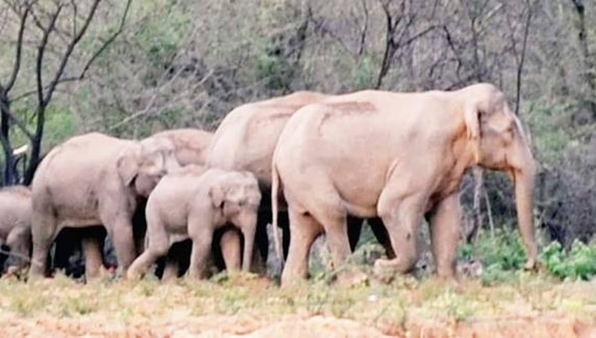 ಗಜ ಗಣತಿ ಮಾಡಲು ಆನೆ ಲದ್ದಿ ಸಂಗ್ರಹ ಅತ್ಯಗತ್ಯ: ತಜ್ಞರು