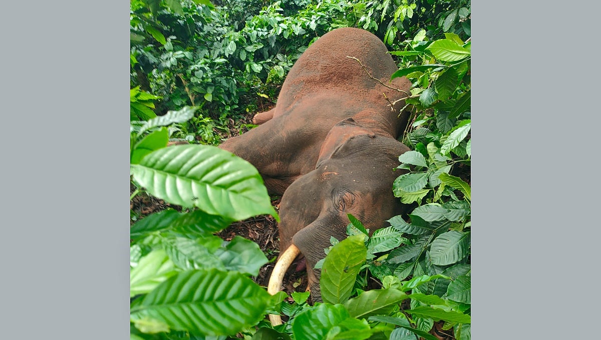 ಕೊಡಗು: ವಿದ್ಯುತ್ ತಗುಲಿ ಕಾಡಾನೆ ಸಾವು