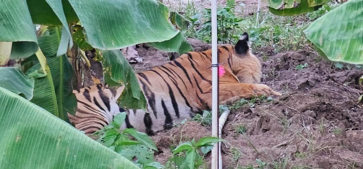 Tiger tranqualised: ಸಾರ್ವಜನಿಕರಲ್ಲಿ ಆತಂಕ ಸೃಷ್ಟಿಸಿದ್ದ ಹುಲಿ ಕೊನೆಗೂ ಸೆರೆ
