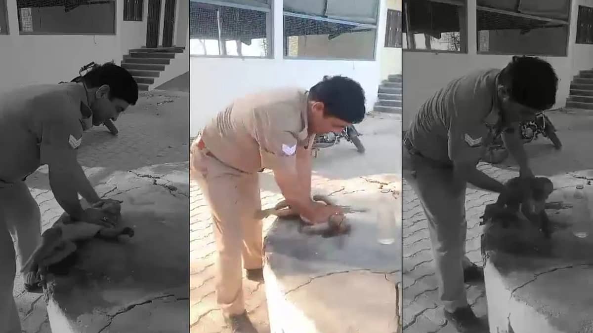 Video: ಬೇಸಿಗೆ ಧಗೆಗೆ ನಿತ್ರಾಣವಾಗಿ ಸಾವಿನ ದವಡೆಯಲ್ಲಿದ್ದ ಕೋತಿಗೆ CPR ನೀಡಿ ಪ್ರಾಣ ಉಳಿಸಿದ UP Police!