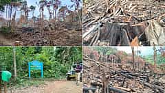 ಕೊಡಗು: ಮೀಸಲು ಅರಣ್ಯ ಪ್ರದೇಶದಲ್ಲಿ ಸಾವಿರಾರು ಮರ ಕಡಿದು, ಬೆಂಕಿ!