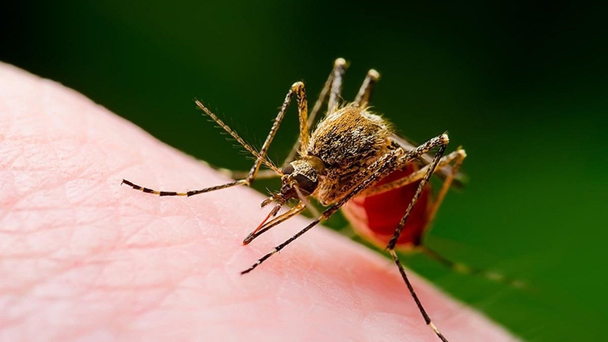 West Nile fever: ಕೇರಳದಲ್ಲಿ ವೆಸ್ಟ್ ನೈಲ್ ಜ್ವರ ಪತ್ತೆ; ಮೈಸೂರು ಸೇರಿ ಗಡಿಭಾಗದಲ್ಲಿ ತೀವ್ರ ಕಟ್ಟೆಚ್ಚರ!
