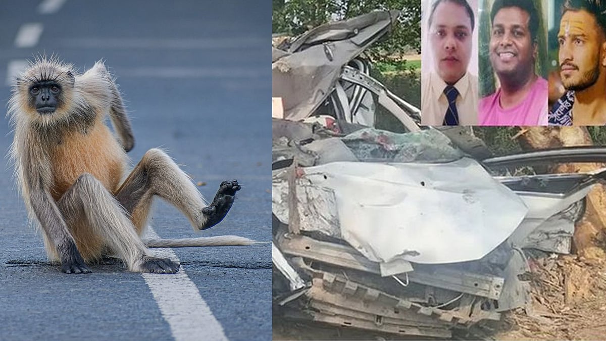 Moradabad Car Accident: ಭೀಕರ ರಸ್ತೆ ಅಪಘಾತ, 3 ಬ್ಯಾಂಕ್ ಉದ್ಯೋಗಿಗಳ ಸಾವು; ಕಾರಣ ಕೋತಿಗಳು!