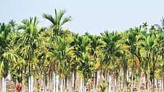 ಅಡಿಕೆ ತೋಟ ಪ್ರದೇಶ ಹೆಚ್ಚಳ ಕೂಡ ಹಣ್ಣು-ತರಕಾರಿ ಬೆಲೆ ಏರಿಕೆಗೆ ಕಾರಣ: ಅಧಿಕಾರಿಗಳು
