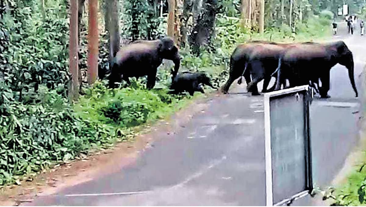 ಸಿದ್ದಾಪುರ: ಕಾಡಾನೆ ದಾಳಿಯಲ್ಲಿ ಎಸ್ಟೇಟ್ ಮಾಲೀಕ, ಅರಣ್ಯ ಇಲಾಖೆಯ ಇಬ್ಬರು ಸಿಬ್ಬಂದಿಗೆ ಗಾಯ
