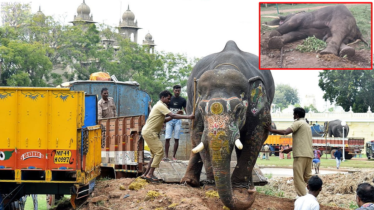 Elephant Death: ವಿದ್ಯುತ್ ತಗುಲಿ ದಸರಾ ಆನೆ ಅಶ್ವತ್ಥಾಮ ಸಾವು