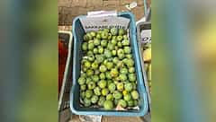 ಹವಾಮಾನ ವೈಪರೀತ್ಯದಿಂದಾಗಿ ಮಾವಿನ ಇಳುವರಿ ಕುಸಿತ; ಮಾವು ಮೇಳದಲ್ಲಿ ಗಮನ ಸೆಳೆದ 'ಸಕ್ಕರೆ ಗುತ್ತಿ'