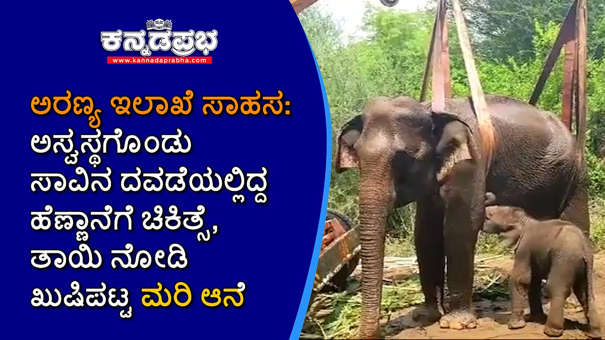 ಅರಣ್ಯ ಇಲಾಖೆ ಸಾಹಸ: ಅಸ್ವಸ್ಥಗೊಂಡಿದ್ದ ಹೆಣ್ಣಾನೆಗೆ ಚಿಕಿತ್ಸೆ, ತಾಯಿ ನೋಡಿ ಖುಷಿಪಟ್ಟ ಮರಿ ಆನೆ