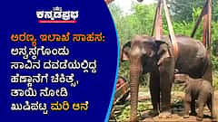 ಅರಣ್ಯ ಇಲಾಖೆ ಸಾಹಸ: ಅಸ್ವಸ್ಥಗೊಂಡಿದ್ದ ಹೆಣ್ಣಾನೆಗೆ ಚಿಕಿತ್ಸೆ, ತಾಯಿ ನೋಡಿ ಖುಷಿಪಟ್ಟ ಮರಿ ಆನೆ