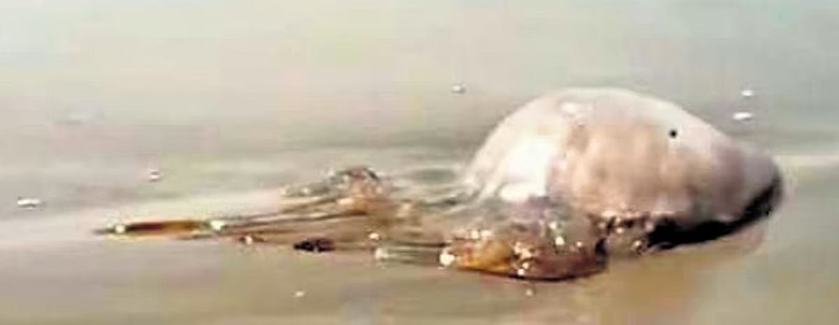 ಕಾರವಾರ: ದೇವಬಾಗ್ ಬಳಿ ಬಲೆಗೆ ಬಿದ್ದಿದ್ದ jellyfish ಕುಟುಕಿ ಮೀನುಗಾರ ಸಾವು!