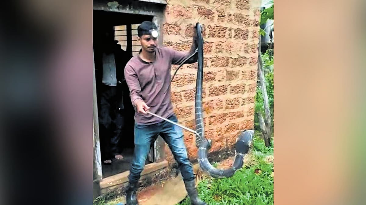 ಉತ್ತರ ಕನ್ನಡ: ಅಡುಗೆ ಮನೆಯೊಳಗೆ ಬುಸ್‌..ಬುಸ್‌: 12 ಅಡಿ ಉದ್ದದ ಕಾಳಿಂಗ ಸರ್ಪ ಕಂಡು ಹೌಹಾರಿದ ಕುಟುಂಬ!
