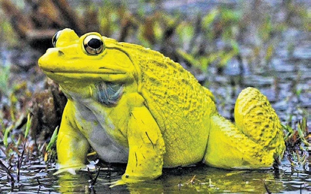 ಬುಲ್ ಫ್ರಾಗ್