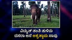 ವಿದ್ಯುತ್ ತಂತಿ ತುಳಿದು ದಸರಾ ಆನೆ ಅಶ್ವತ್ಥಾಮ ಸಾವು