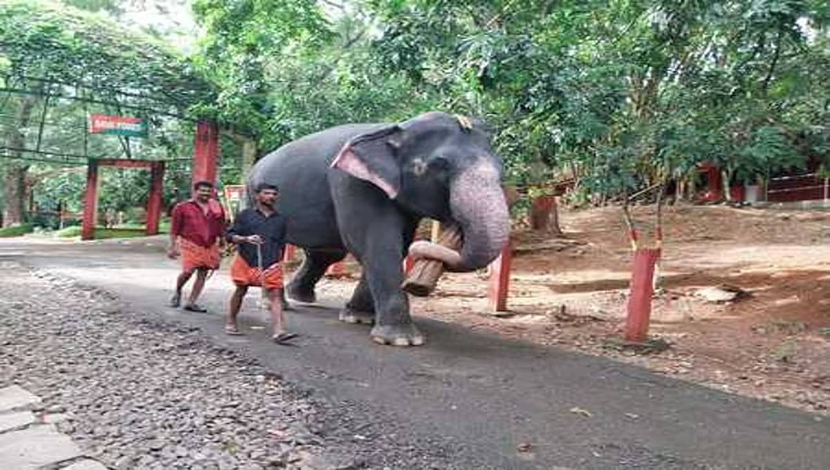 ಆಂಧ್ರ ಪ್ರದೇಶಕ್ಕೆ ತರಬೇತಿ ಪಡೆದ ಒಂಬತ್ತು ಆನೆಗಳನ್ನು ನೀಡಲು ಕರ್ನಾಟಕ ಒಪ್ಪಿಗೆ