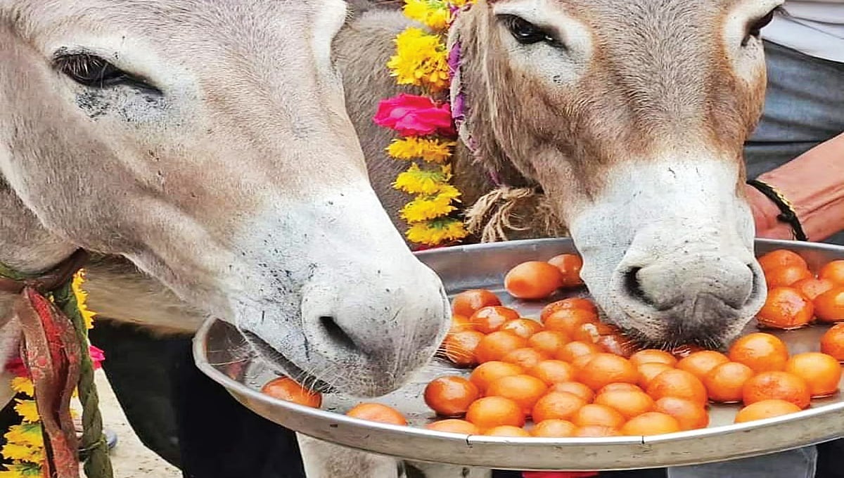 ವರುಣನ ಕೃಪೆಗಾಗಿ ವಿಚಿತ್ರ ಆಚರಣೆ: ಕತ್ತೆಗಳಿಗೆ ಜಾಮೂನು ತಿನ್ನಿಸಿ ಸಂಭ್ರಮಿಸಿದ ಜನ!