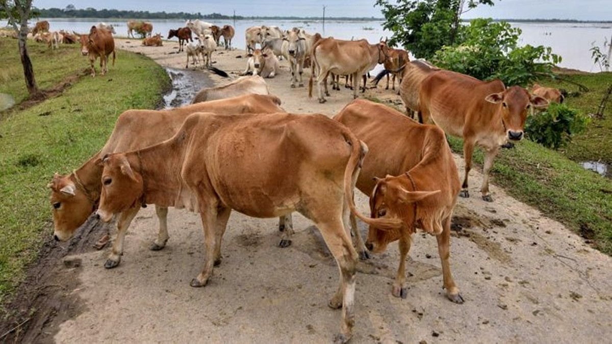 ಕೊಡಗು: ವಿದ್ಯುತ್ ಸ್ಪರ್ಶಿಸಿ 6 ಜಾನುವಾರುಗಳ ಸಾವು