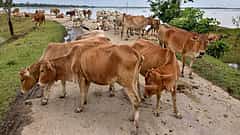 ಕೊಡಗು: ವಿದ್ಯುತ್ ಸ್ಪರ್ಶಿಸಿ 6 ಜಾನುವಾರುಗಳ ಸಾವು