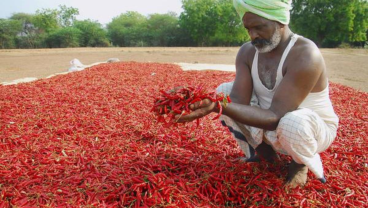 ಬಳ್ಳಾರಿ: ಖಾಸಗಿ ಕಂಪನಿಯಿಂದ ಬಾರದ ಹಣ; ನಾಲ್ವರು ಕೆಂಪು ಮೆಣಸಿನಕಾಯಿ ಬೆಳೆಗಾರರು ಆತ್ಮಹತ್ಯೆ ಯತ್ನ