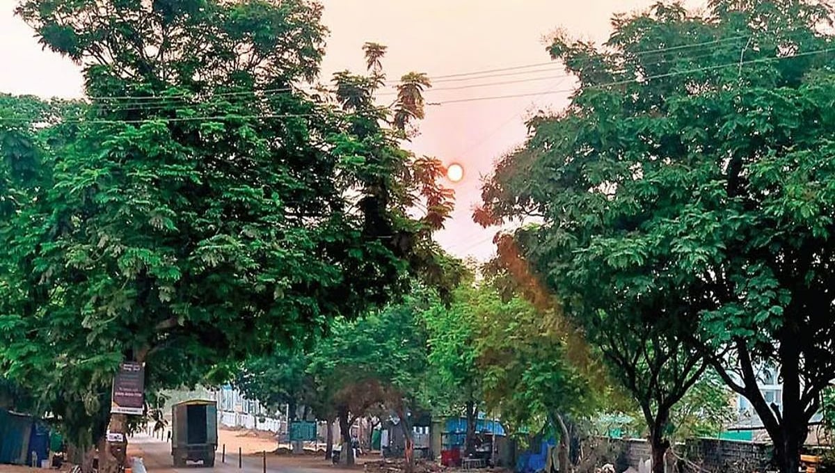 ಪಾಲಿಕೆಯಿಂದ ಮರಗಣತಿ: BBMP ವ್ಯಾಪ್ತಿಯ 80 ವಾರ್ಡ್ಗಳಲ್ಲಿ 2.5 ಲಕ್ಷ ಮರಗಳ ಎಣಿಕೆ