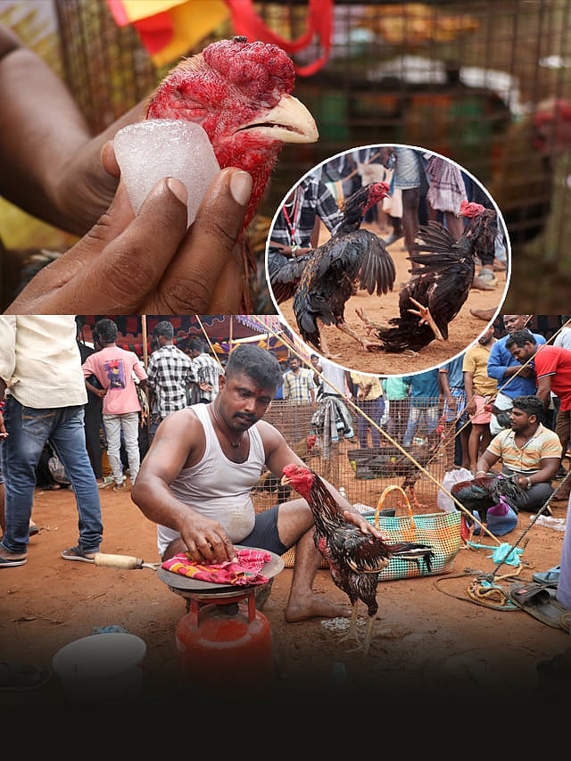 ಮೆಟ್ಟುಪಾಳ್ಯಂ: ಪ್ರತಿಷ್ಠೆಯ ಪಂದ್ಯವಾಗಿರುವ ಕೋಳಿ ಕಾಳಗ