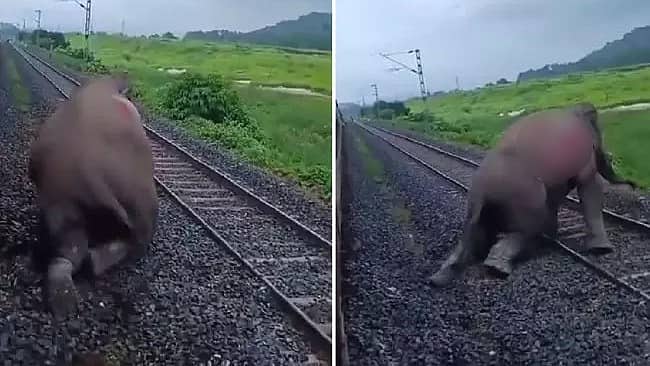 Video: ಕಾಂಚನಜುಂಗಾ ಎಕ್ಸ್ಪ್ರೆಸ್ ರೈಲು ಢಿಕ್ಕಿ; ನರಳಿ, ನರಳಿ ಹಳಿ ಮೇಲೆಯೇ ಪ್ರಾಣ ಬಿಟ್ಟ ಕಾಡಾನೆ!