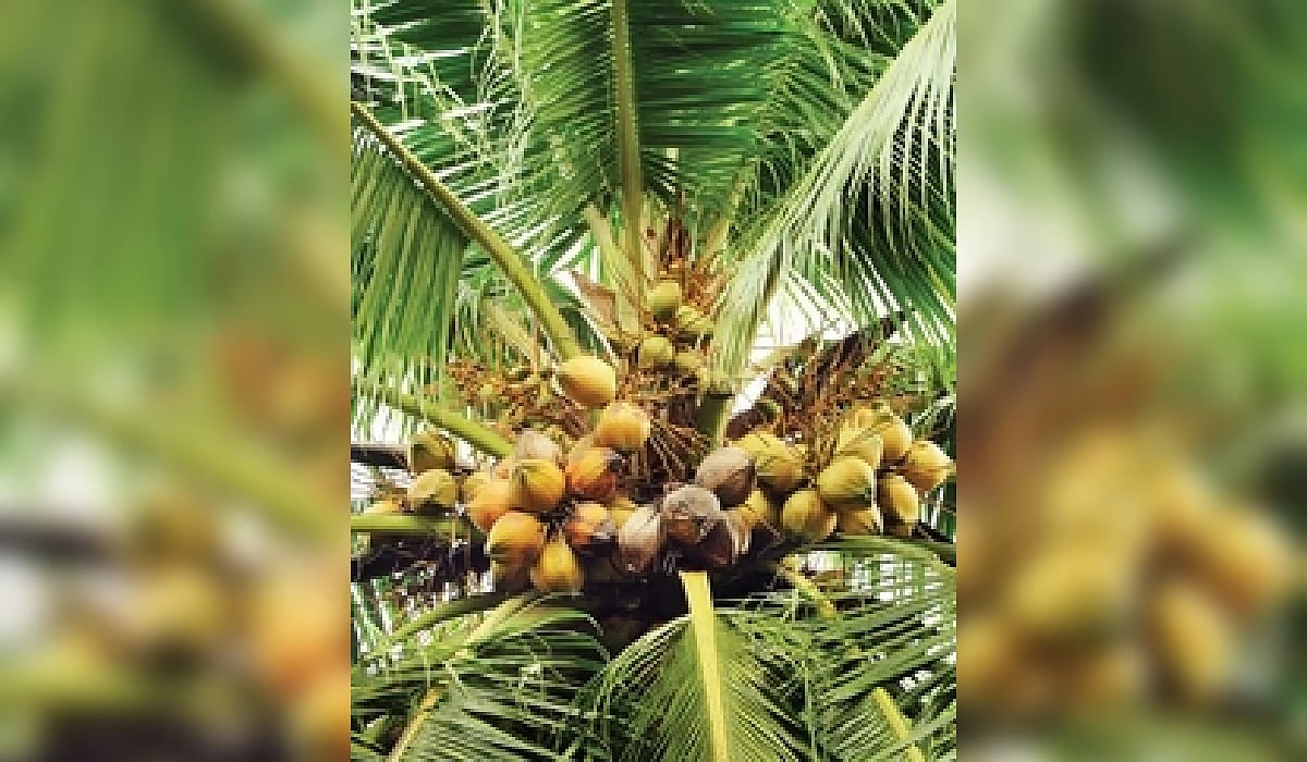 ಹೊಸ ಬೆಳೆ ತಳಿಗಳ ಅಭಿವೃದ್ಧಿಪಡಿಸಿದ ICAR-CPCRI: ಆಗಸ್ಟ್ 11ರಂದು ಪ್ರಧಾನಿ ಮೋದಿಯಿಂದ ದೇಶಕ್ಕೆ ಸಮರ್ಪಣೆ