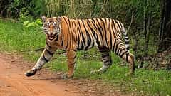 Madhya Pradesh: ಹುಲಿಗಳ ಸ್ಥಳಾಂತರಕ್ಕೆ ಕೊನೆಗೂ NTCA ಒಪ್ಪಿಗೆ; ಕಾರಣ?