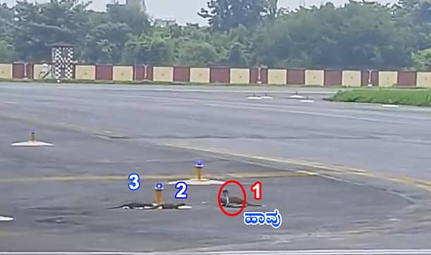 Patna Airport ರನ್ ವೇ ನಲ್ಲಿ ಬದ್ಧ ವೈರಿಗಳ ಕಾಳಗ: ನಾಗರ ಹಾವಿನ ಮೇಲೆ 3 ಮುಂಗುಸಿಗಳ ದಾಳಿ, ಅಪರೂಪದ Video