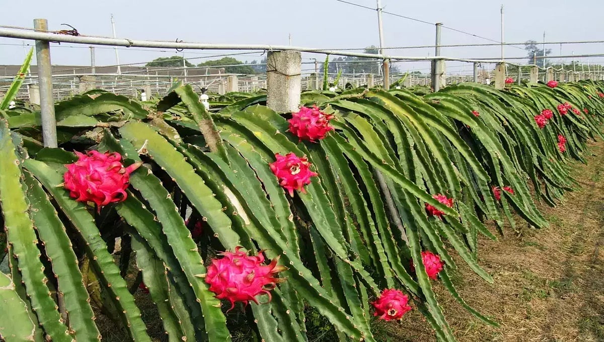 ರೈತರ ಬದುಕು ಹಸನು ಮಾಡುವ ಡ್ರ್ಯಾಗನ್ ಫ್ರೂಟ್ ಈಗ ಹೊಸ ರೂಪದಲ್ಲಿ: ಪೋಷಕಾಂಶ ಭರಿತ 'ಪೌಡರ್'!