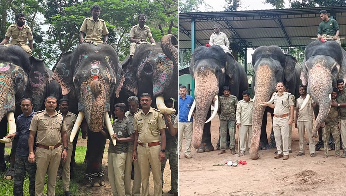 ಮೈಸೂರು ದಸರಾ: ಗಜ ಪಯಣಕ್ಕೆ ಕೊಡಗಿನಿಂದ ಹೊರಟ ಐದು ಆನೆ
