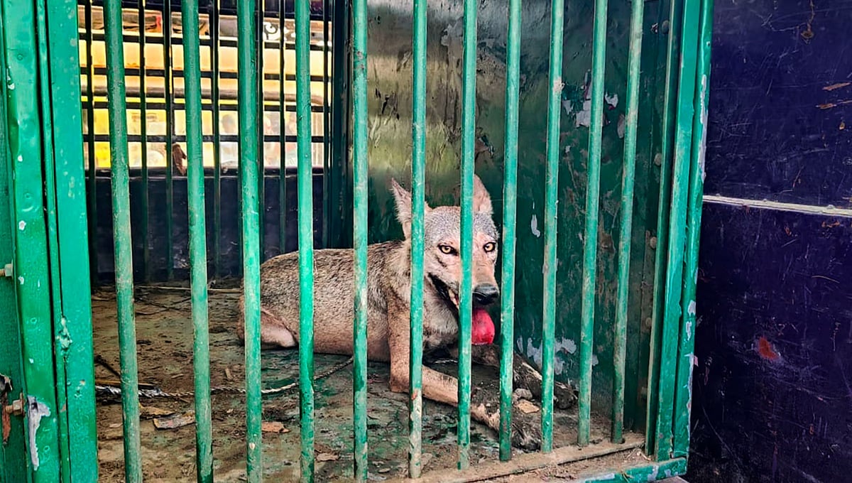 ಉತ್ತರ ಪ್ರದೇಶದಲ್ಲಿ ಐದನೇ ತೋಳ ಸೆರೆ: ಆರನೇ ನರಭಕ್ಷಕನಿಗಾಗಿ ಮುಂದುವರೆದ ಶೋಧ ಕಾರ್ಯಾಚರಣೆ