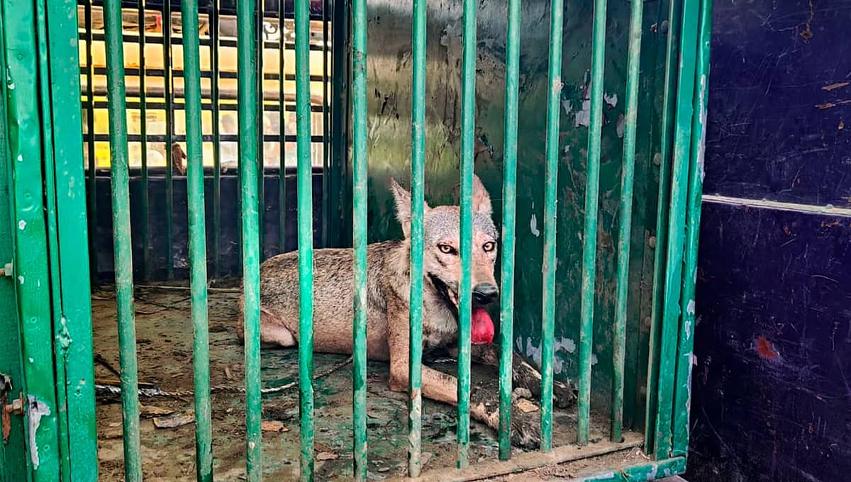 ಉತ್ತರ ಪ್ರದೇಶದಲ್ಲಿ ಐದನೇ ತೋಳ ಸೆರೆ: ಆರನೇ ನರಭಕ್ಷಕನಿಗಾಗಿ ಮುಂದುವರೆದ ಶೋಧ ಕಾರ್ಯಾಚರಣೆ
