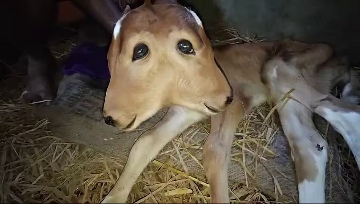 ಮಂಗಳೂರು: ಕಿನ್ನಿಗೋಳಿಯಲ್ಲಿ ಎರಡು ತಲೆಗಳುಳ್ಳ ಕರು ಜನನ!