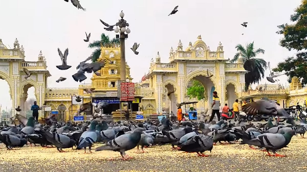 ಯದುವೀರ್ ನೇತೃತ್ವದ ಸಭೆ ಯಶಸ್ವಿ: ಮೈಸೂರು ಅರಮನೆ ಮುಂಭಾಗ ಪಾರಿವಾಳಗಳಿಗೆ ಕಾಳು ಹಾಕುವ ಪದ್ಧತಿಗೆ ಬ್ರೇಕ್..!