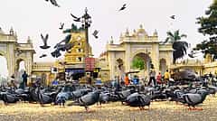ಯದುವೀರ್​ ನೇತೃತ್ವದ ಸಭೆ ಯಶಸ್ವಿ​: ಮೈಸೂರು ಅರಮನೆ ಮುಂಭಾಗ ಪಾರಿವಾಳಗಳಿಗೆ ಕಾಳು ಹಾಕುವ ಪದ್ಧತಿಗೆ ಬ್ರೇಕ್..!