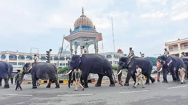 ಮೈಸೂರು: ದಸರಾ ಆನೆಗಳ ಮುಂದೆ ಸೆಲ್ಫೀ, ರೀಲ್ಸ್'ಗೆ ನಿಷೇಧ..!