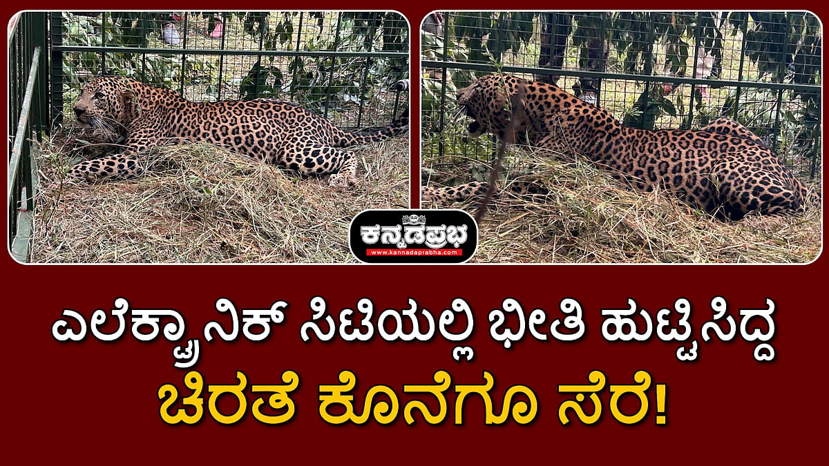 Bengaluru: ಎಲೆಕ್ಟ್ರಾನಿಕ್ ಸಿಟಿಯಲ್ಲಿ ಆತಂಕ ಮೂಡಿಸಿದ್ದ ಚಿರತೆ ಕೊನೆಗೂ ಸೆರೆ!