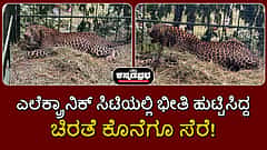 Bengaluru: ಎಲೆಕ್ಟ್ರಾನಿಕ್ ಸಿಟಿಯಲ್ಲಿ ಆತಂಕ ಮೂಡಿಸಿದ್ದ ಚಿರತೆ ಕೊನೆಗೂ ಸೆರೆ!