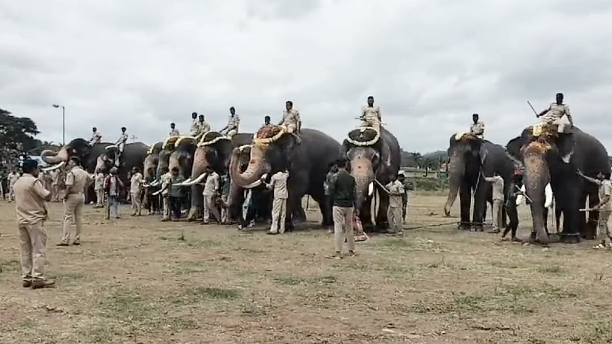 ಸಿಡಿಮದ್ದು ತಾಲೀಮು: ಭಾರೀ ಶಬ್ದಕ್ಕೆ ಬೆದರಿದ ದಸರಾ ಆನೆಗಳು, ಚದುರಿ ಓಡಿದ ಕುದುರೆಗಳು..!