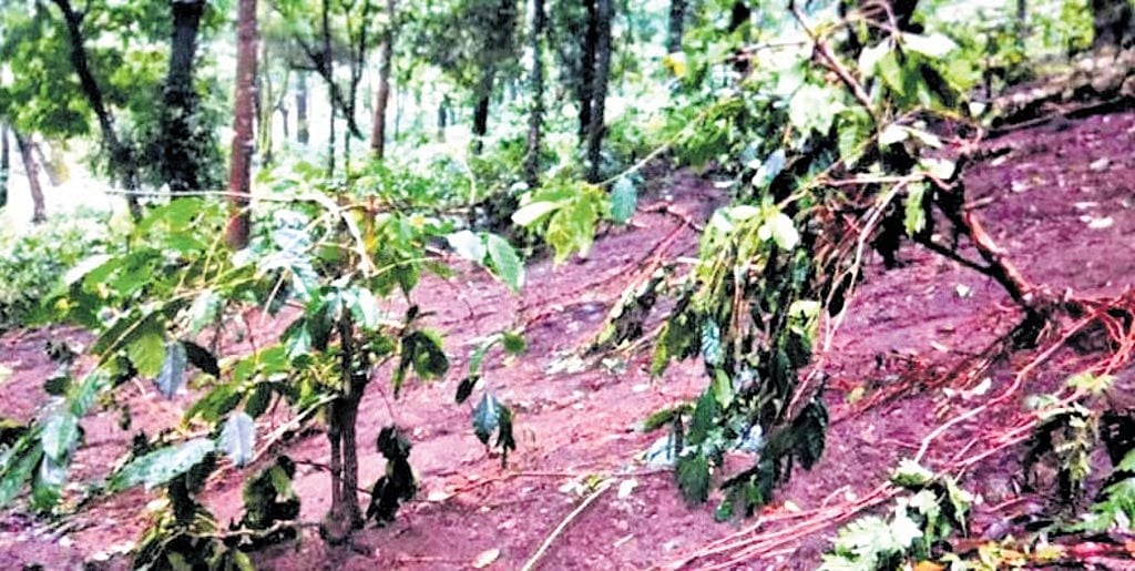 ಎಡೆಬಿಡದೆ ಸುರಿಯುತ್ತಿರುವ ಮಳೆ: ಮಲೆನಾಡು ಪ್ರದೇಶದ ಕಾಫಿ ಬೆಳೆಗಾರರು ತೀವ್ರ ಸಂಕಷ್ಟದಲ್ಲಿ