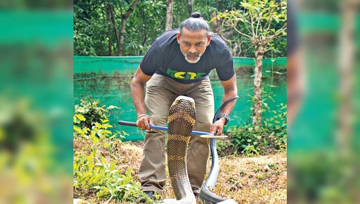 ಒಂದಲ್ಲ, ಎರಡಲ್ಲ... ಕಾಳಿಂಗ ಸರ್ಪದಲ್ಲಿ 4 ವಿಭಿನ್ನ ಪ್ರಭೇದ: ಹೊಸ ಅಧ್ಯಯನದಿಂದ ಸಾಬೀತು