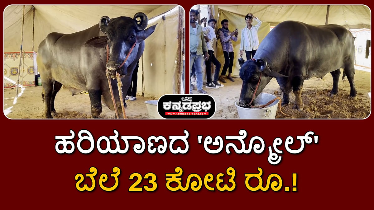 Watch | ಕೋಣದ ಬೆಲೆ 23 ಕೋಟಿ ರೂ.! ಇದರ ವೀರ್ಯಕ್ಕೆ ಭಾರೀ ಡಿಮ್ಯಾಂಡ್!