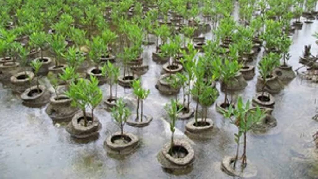 ಪರ್ಯಾಯ ಅರಣ್ಯೀಕರಣ: 25 ಸಾವಿರ ಸಸಿಗಳನ್ನು ನೆಟ್ಟ BMRCL