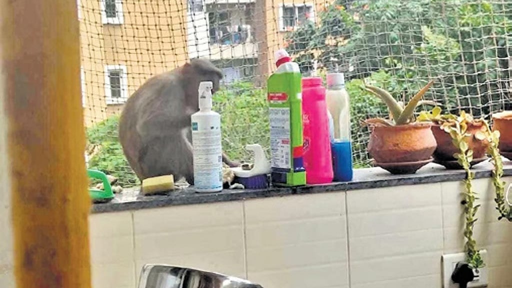 Bengaluru: ಬೇಗೂರಿನಲ್ಲಿ ಹೆಚ್ಚಿದ ಮಂಗಗಳ ಕಾಟ; ಕ್ರಮಕ್ಕೆ ಸ್ಥಳೀಯರ ಆಗ್ರಹ