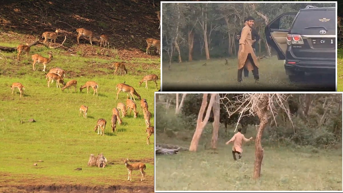 ಹುಚ್ಚಾಟ: ಅರಣ್ಯದಲ್ಲಿ ಕಾರು ನಿಲ್ಲಿಸಿ ಜಿಂಕೆ ಹಿಂಡನ್ನು ಓಡಿಸಿದ ಯುವಕರು! Video Viral