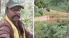 Viral Video: ಕ್ಷಣಮಾತ್ರದಲ್ಲಿ ಮರವೇರಿ ಹುಲಿ ದಾಳಿಯಿಂದ ಪಾರಾದ ಅರಣ್ಯ ಸಿಬ್ಬಂದಿ