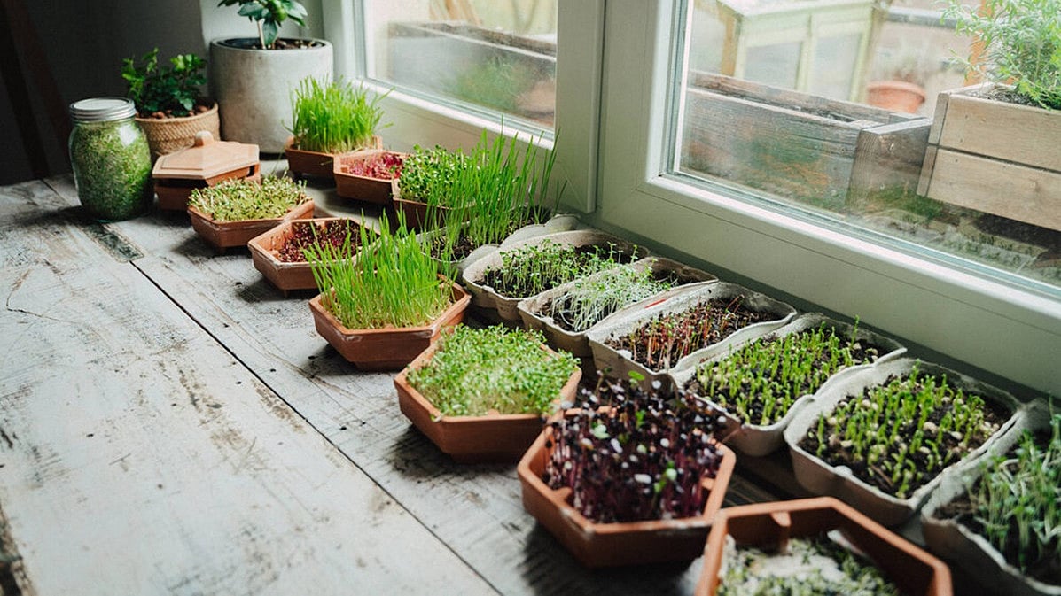 Microgreens: ಮೂರ್ತಿ ಚಿಕ್ಕದಾದರೂ ಕೀರ್ತಿ ದೊಡ್ಡದು; 'ಮೈಕ್ರೊಗ್ರೀನ್' ನಲ್ಲಿರುವ ಶಕ್ತಿ ಬಗ್ಗೆ ಎಷ್ಟು ಗೊತ್ತು? ಇದರ ಆರೋಗ್ಯ ಪ್ರಯೋಜನಗಳೇನು?
